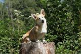 CORGI PEMBROKE 226